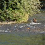 Another Bear Fishing
 /    